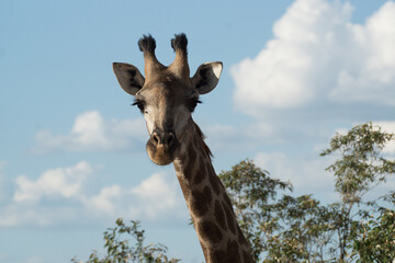 giraffe in the wild