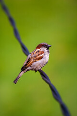 sparrow on a wire