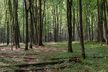 Springtime deciduous tree stand with hornbeams and oaks