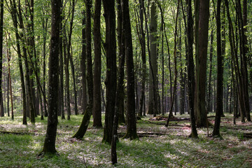Springtime deciduous tree stand with hornbeams and oaks