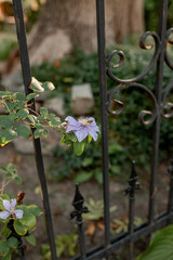 purple clematis on an old wrought-iron fence.a bee on a garden flower. the problem of bee extinction