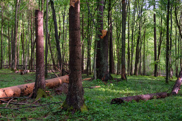 Springtime deciduous tree stand with hornbeams and oaks