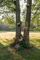 birdhouse and insect house on a tree in the park