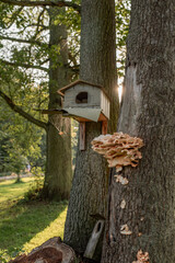 birdhouse and insect house on a tree in the park