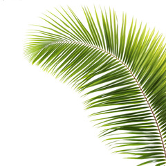 coconut leaves at corner of picture transparent background 