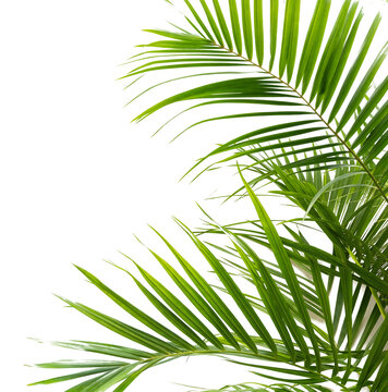 coconut leaves at corner of picture transparent background © Piyapa