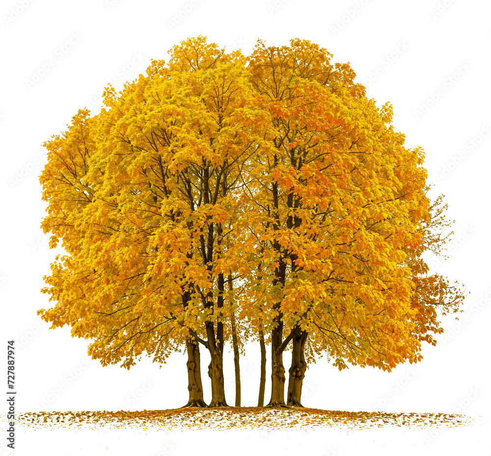Wall mural autumn tree row and group png transparent background