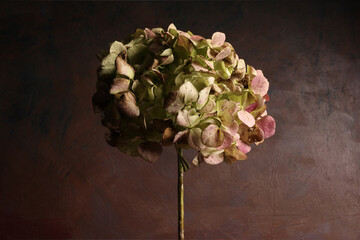 Mazzo di ortensie isolate su fondo scuro con fiori rosa e verde pallido; primo piano dei fiori recisi tra luci e ombre