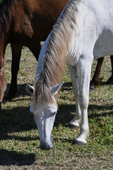 Naklejka na ściany i meble Wild island horses, Vieques, Puerto Rico