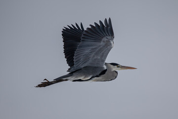 Fototapeta premium Reiher