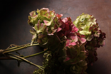 Mazzo di ortensie isolate su fondo scuro con fiori rosa e verde pallido; primo piano dei fiori...