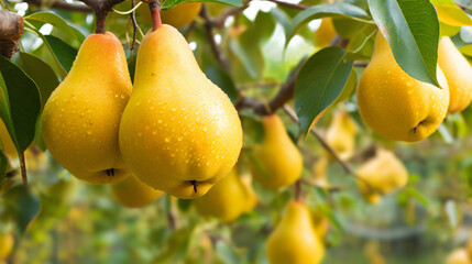  detail of ripe organic Chinese pears hanging
