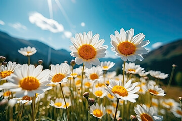Close-up of daisies blossoming in the sun with vibrant colors symbolizing growth beauty and the tranquil mood of a sunny day in nature ideal for environmental conservation themes