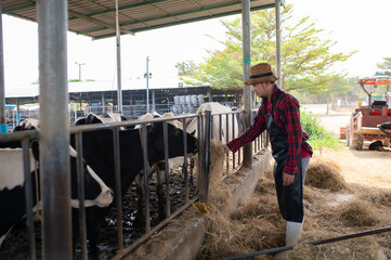Asian farmer Work in a rural dairy farm outside the city,Young people with cow