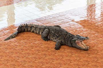 crocodile actor lies with his mouth open on the floor in a pond.