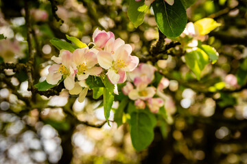 Obraz premium cherry blossom