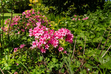 Obraz premium flowers in the garden