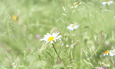 Nature background with wild flowers camomiles. Soft focus. Close up	