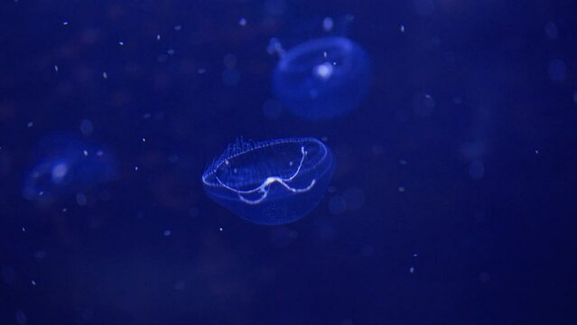 Jellyfish are invertebrate marine animals. The body is clear jelly. Looks like an umbrella They generally have many tentacles that are used for movement, prey capture, and self-defense.