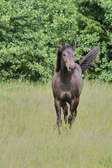 Beautiful brown American Quarter Horse mare on a meadow in summer in Skaraborg Sweden