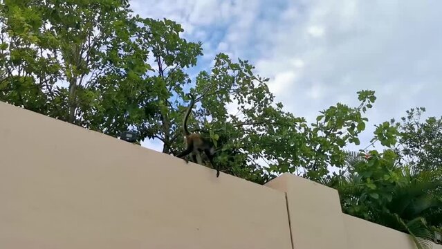 Spider monkey climbs around the hotel Playa del Carmen Mexico.