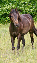 Obraz premium Beautiful brown American Quarter Horse mare on a meadow in summer in Skaraborg Sweden