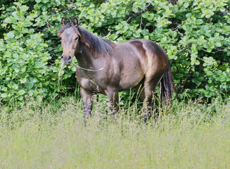 Beautiful brown American Quarter Horse mare on a meadow in summer in Skaraborg Sweden
