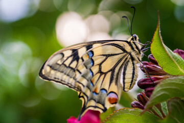 Schwalbenschwanz Bokeh