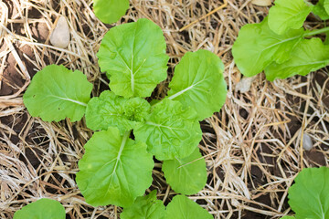Mustard Greens vegetable plant. Mustard greens growing in vegetable garden. Closeup view of mustard green leaves.