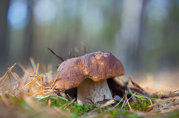 Medium-sized boletus. White moss of the forest. Boletus edulis