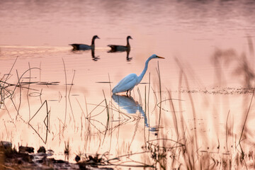 white egret , lurking out of water in Okavango Delta at sunset