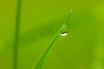 water drops on green grass