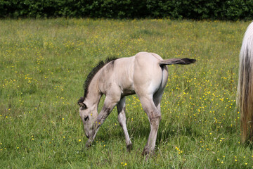 Beautiful Quarter Horse foal on a sunny day in a meadow in Skaraborg Sweden