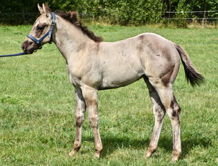 Beautiful Quarter Horse foal on a sunny day in a meadow in Skaraborg Sweden