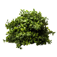 background white plant
