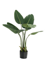 Fototapeta na wymiar isolated artificial banana tree plant