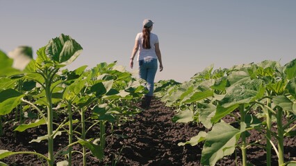 farmer touches green leaf sunflower, farmer walks rubber boots along rows crops farm, agriculture, growing sunflowers farmer field summer, walking, beautiful view, sprouts concept, green sunflower