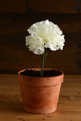 white carnation in an old pot - 727900538