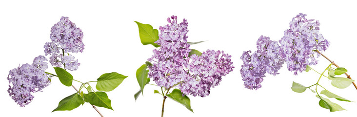 Fototapeta premium fine three violet lilac blossoming branches with green leaves