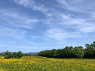 Grass field with buttercups on a sunny day in North Yorkshire
