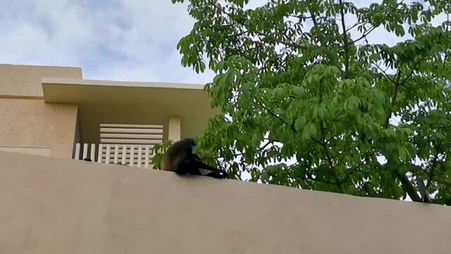 Spider monkey climbs around the hotel Playa del Carmen Mexico.