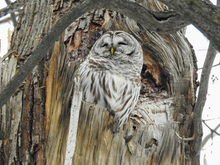 Young Barred Owl in a cathedral-like tree cavity creating a perfect natural canvas