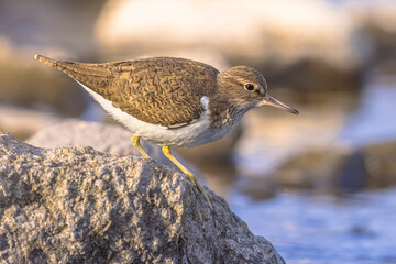 Common sandpiper during migration on Lesbos