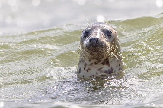 Harbor Seal Swimming in Waddensea