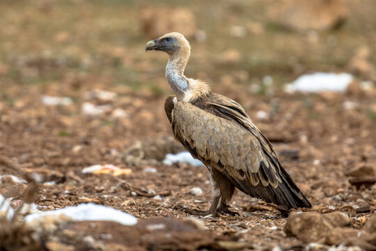 Griffon vulture perched on ground
