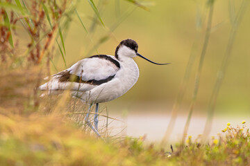 Pied avocet foraging in shallow water