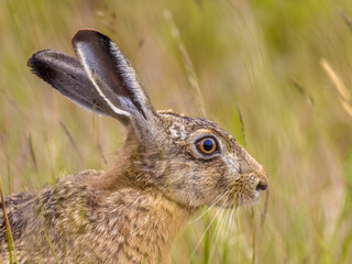 Portrait of looking European Hare in grass