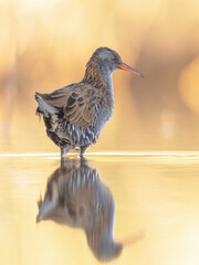 Water Rail Foraging in Sunset Reflection