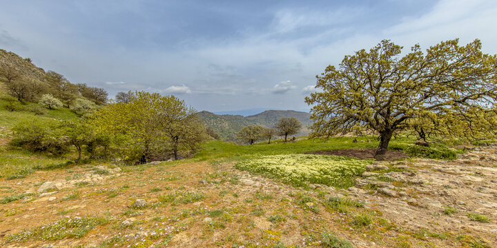 Spring landscape in the mountains of Lesbos
