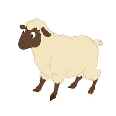 vector illustration of a sheep on a white background close up